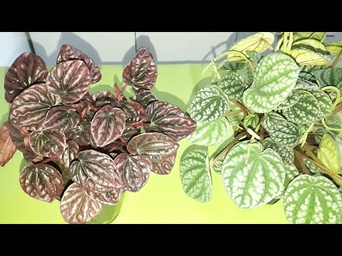 Видео: КОМНАТНЫЕ РАСТЕНИЯ(ЦВЕТЫ).ШИКАРНЫЕ НОВИНОЧКИ И ПОКУПКИ.