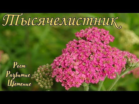 Видео: Тысячелистник / Achillea