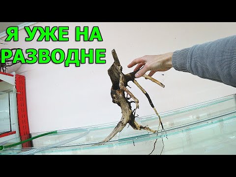 Видео: Вернулся с поиска коряг. Как буду их обрабатывать