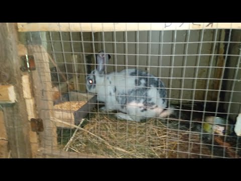 Видео: Осмотр гнезда после окрола . Что надо знать.