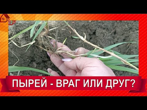 Видео: ПЫРЕЙ - сорняк от ста недугов! Что им лечить и Как с бороться с пыреем на участке?/ Wheatgrass