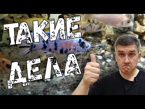 Видео: Суровые будни / Сбор икры / Обзор мальков