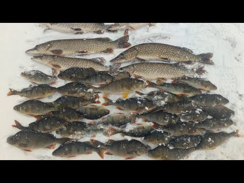 Видео: Окуни тут хорошие попадаются.и щука неплохая. Зимняя рыбалка часть 2.