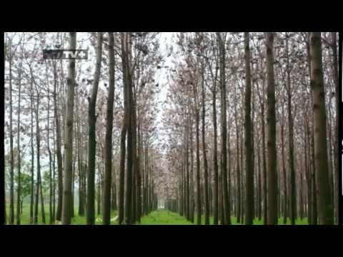 Видео: Зелено бъдеще: Пауловния, Епизод 2 Част 1