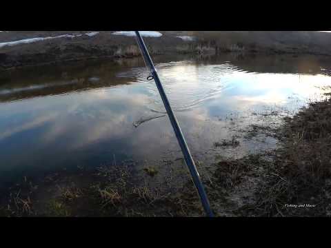 Видео: Голавль на куриную печень весной на реке. Как ее удержать на крючке. Куриная печень+эластичный бинт