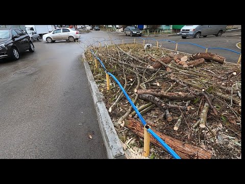 Видео: Зачем срубили дерево?