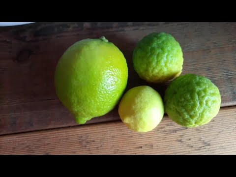 Видео: Лайм Таити, Лимон Пика, Лайм Каффрский. Мои растения.