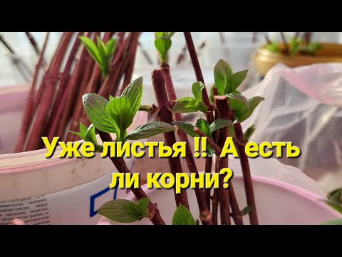 Видео: Черенки без присмотра.Потери😪и радости😊