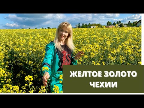 Видео: ЖЁЛТОЕ ЗОЛОТО ЧЕХИИ. Рапсовые поля. РАПС. Лучшее место для фотосессии.