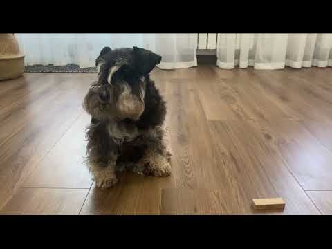 Видео: Выборка предмета-отличное упражнение для развития вашей собаки 🐶 #дрессировка#цвергшнауцер