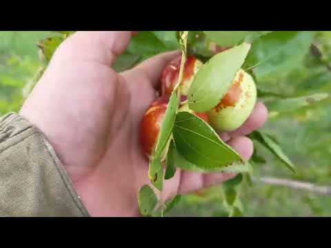 Видео: Обзор сортов Унаби ( зизифуса) . Сравнение сортов Коктебельский, Li , ШансиЛи! 