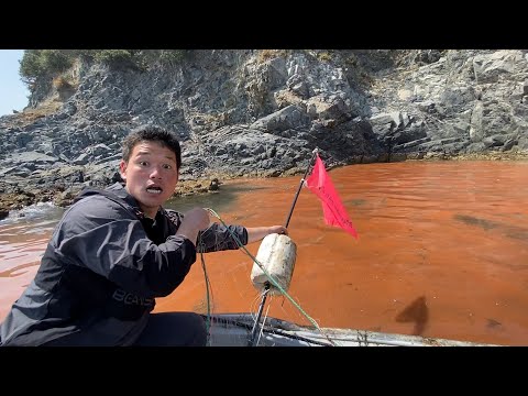 Видео: Ярко-красное море! Я расставил ловушку в красном приливе.