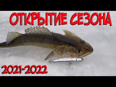 Видео: Судак на вибы (Волчихинское водохранилище)