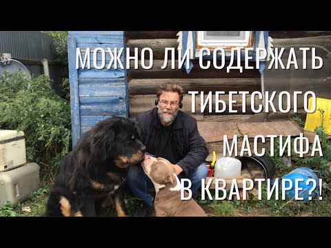 Видео: Можно ли содержать тибетского мастифа в городской квартире