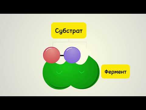 Видео: Фермент пен субстраттың өзара әрекеттесу механизмі
