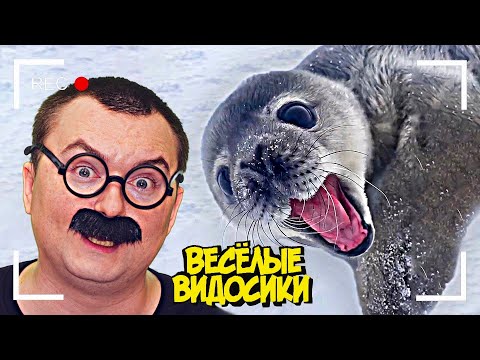 Видео: ВЕСЕЛЫЕ ВИДОСИКИ! 8 МИНУТ СМЕХА (6 выпуск)