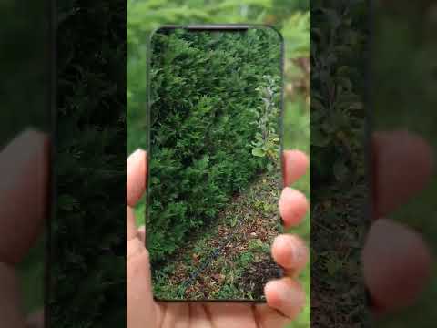 Видео: Съвети за ягоди и пръскане с бордолезов разтвор "син камък"..