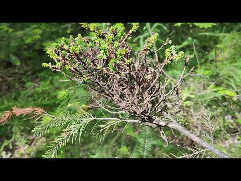 Видео: Разведка, построение и отвод лесосек