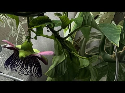 Видео: Пассифлора Квадрангулярис🌼зацвела и я 🐝ее опылила‼️