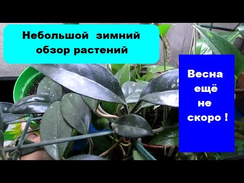 Видео: Небольшой зимний обзор комнатных растений ! Как всегда : недавно началась зима , а уже хотим весну !