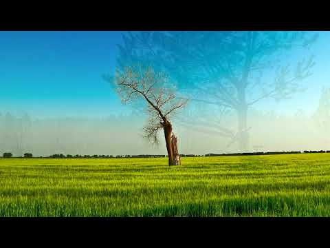 Видео: Успокаивающая музыка,дикая природа нашей Планеты№158. Медитация. Soothing music Meditation, Nature.