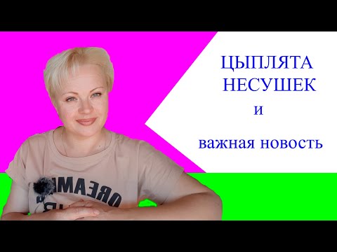 Видео: цыплята несушек |Важная новость