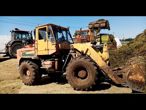 Видео: Погрузчик Т-156 (ТО-25) и Беларус 3022 на заготовке кормов.