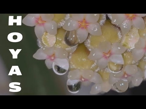 Видео: Цветущие Хойи Эксперимент: Пересадка Хойи в «Шарики»