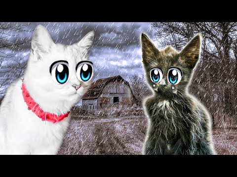 Видео: Кошечка Василиса СПАСЛА от СМЕРТИ БЕЗДОМНОГО Котёнка.