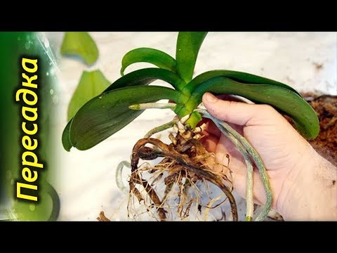 Видео: Как и Когда пересадить Орхидею. Пошаговая инструкция по пересадке Феланопсиса.