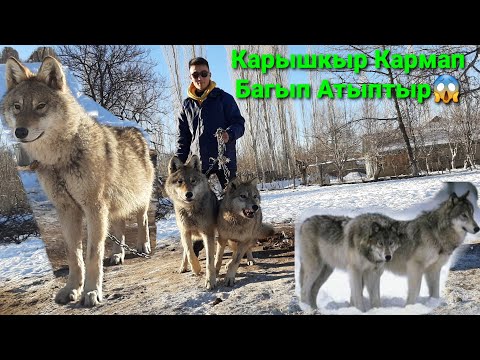 Видео: Карышкыр Баккан Басыт Инибиз эмне дейт? 🐺🐺🐺
