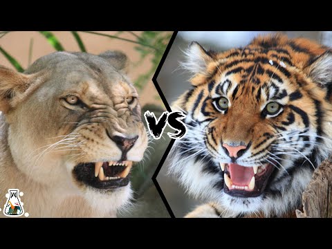 Видео: ЛЬВИЦА ПРОТИВ ТИГРИЦЫ. Кто королева джунглей?