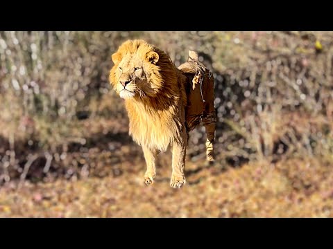 Видео: ОЧЕНЬ ИНТЕРЕСНО! Львы из прайда вожака готовятся отразить атаку львов из дальнего прайда!