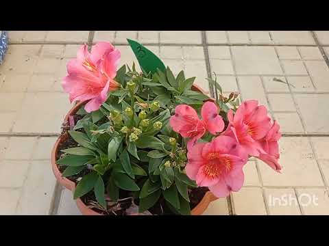 Видео: Альстромерия обзор, пересадка, вопросы приобретения в первом коментарии.