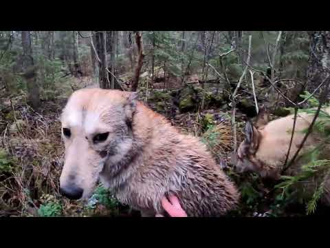 Видео: ОХОТА на РЫСЬ, МЕДВЕДЯ, ЛОСЯ, КАБАНА. МЕДВЕДЬ ТОПИТ СОБАК в БОЛОТЕ. ОТЛИЧНАЯ РАБОТА ЛАЕК 