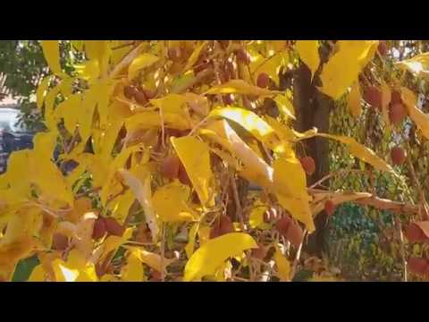 Видео: Актинидия, выглядит красиво, что делать с плодами