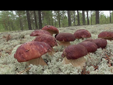 Видео: Грибное Безумие! За Раз Накосили Столько Грибов Что Не Съесть и За Зиму.