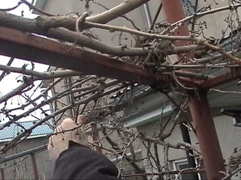 Видео: Обрезка актинидии_часть 1