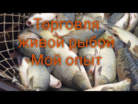 Видео: Торговля живой рыбой. Мой личный опыт