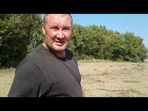 Видео: Мордовник шароголовый, время посадки.