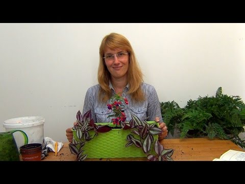 Видео: Балконная композиция из теневыносливых растений.