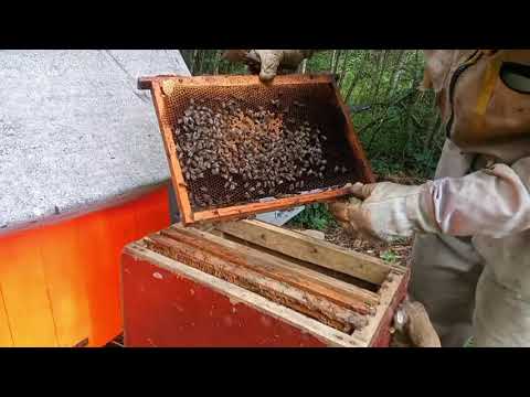 Видео: А Ловушка то пустая!