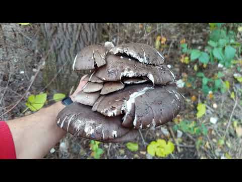 Видео: Сбор вешенок в лесу | Тихая охота за грибами 🍄