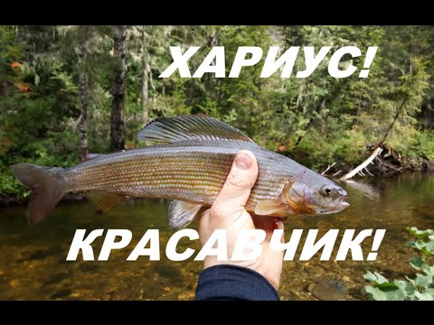 Видео: Экспедиция на Северный Урал. Перевал Дятлова. Часть 2: Река Ауспия, тропа, стоянка "Ложка-Вилка".