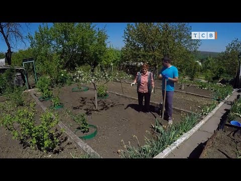 Видео: Тыква и фасоль. Секреты посадки и ухода. 6 соток 07.05.2018