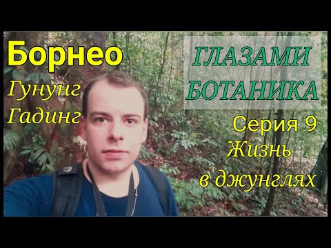 Видео: Борнео — Гунунг Гадинг — Серия 9 — Жизнь в джунглях