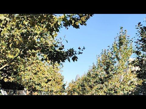 Видео: Глориас, Барселона. Лариса Никитина в прямом эфире!