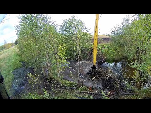 Видео: Разрушил бобровые плотины Что там через две недели ...