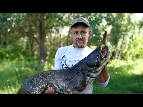 Видео: Первый Трофейный Сом СЕЗОНА. Рыбалка на Квок