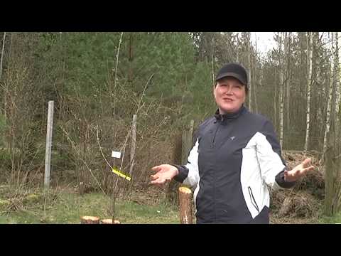 Видео: О пользе сидератов Часть 1